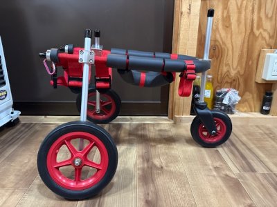 大阪府の柴犬　マリーちゃんの車椅子