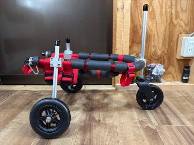 奈良県のトイプードル　ころなちゃんの車椅子