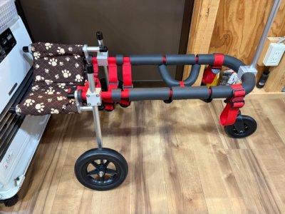 愛知県の柴犬　バリちゃんの車椅子