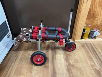 東京都のトイプードル　かりんちゃんの車椅子