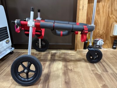 大分県の柴犬　チロちゃんの車椅子