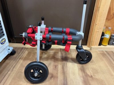 神奈川県のトイプードル　わかめちゃんの車椅子