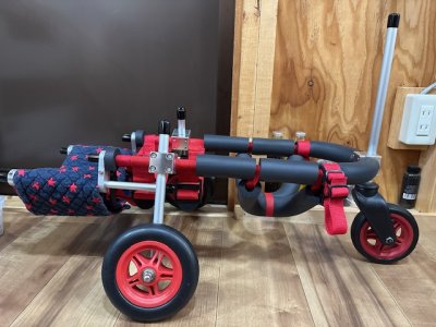 愛知県のミニチュアダックスフンド　ここちゃんの車椅子