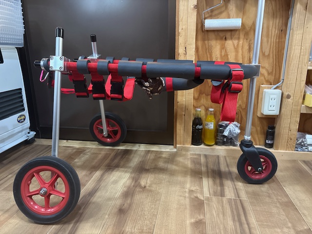 愛知県の中型犬　くまちゃんの車椅子