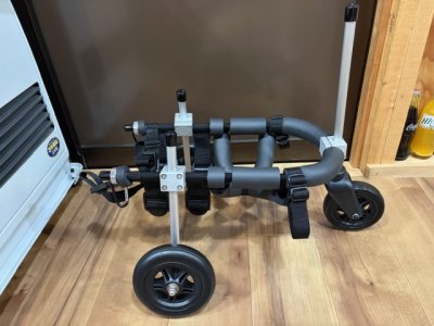 埼玉県のマルチーズ　マルちゃんの車椅子