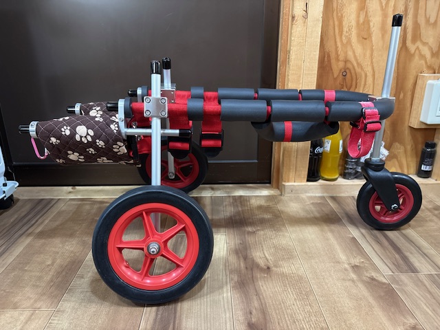 岐阜県の柴犬　小春ちゃんの車椅子