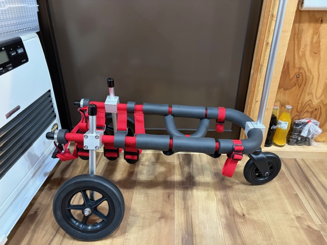 愛知県のコーギー　みんちちゃんの車椅子