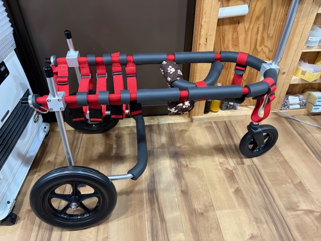 愛知県のゴールデンレトリバー　ラルカちゃんの車椅子