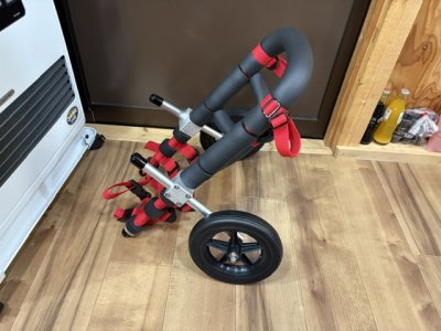 富山県のコーギー　らぶちゃんの車椅子