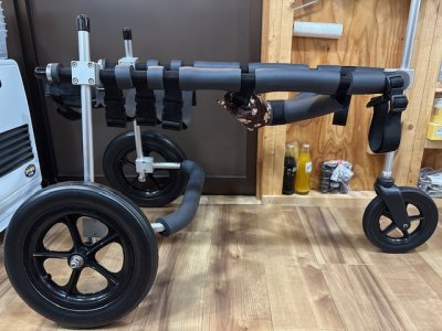 京都府のラブラドールレトリーバー　ダーウィンちゃんの車椅子