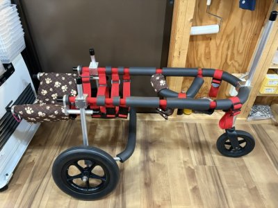 大阪府のバーニーズマウンテンドッグ　カールちゃんの車椅子