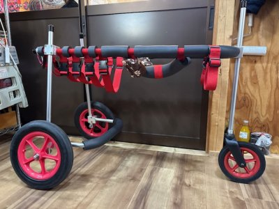 兵庫県のボルゾイ　あんずちゃんの車椅子