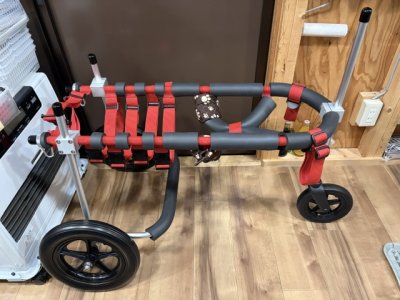 千葉県のラブラドールレトリーバー　みどりちゃんの車椅子