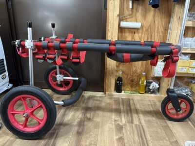 広島県のゴールデンレトリーバー　ももちゃんの車椅子