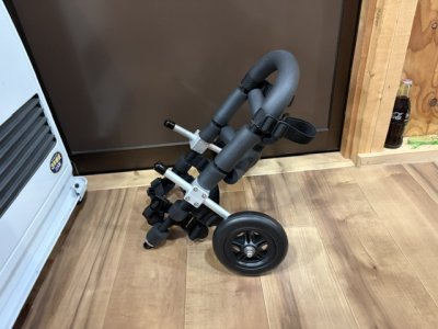 新潟県のミニチュアダックスフンド　ハルちゃんの車椅子