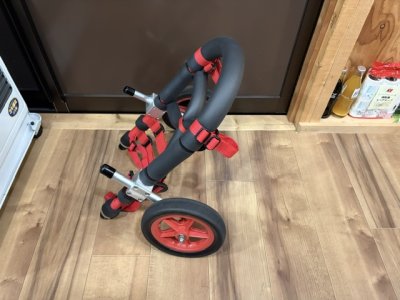 東京都のフレンチブルドッグ　さくらちゃんの車椅子