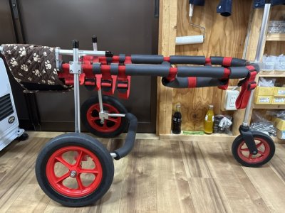 大阪府のラブラドールレトリーバー　ヘインちゃんの車椅子
