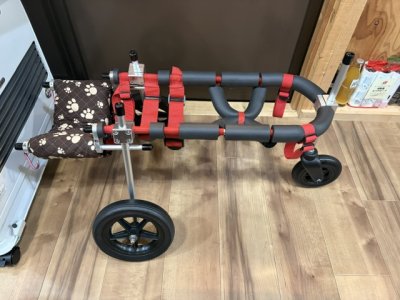 長崎県の日本スピッツ　珀ちゃんの車椅子