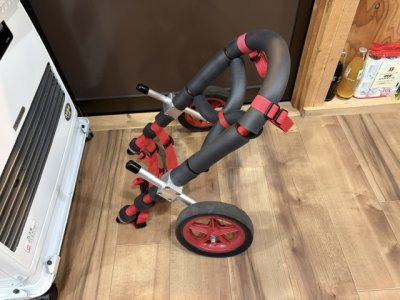 茨城県のコーギー　リキちゃんの車椅子