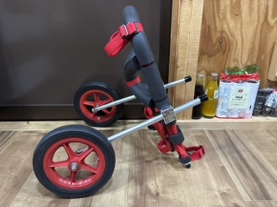 東京都のイタリアングレイハウンド　グレンちゃんの車椅子