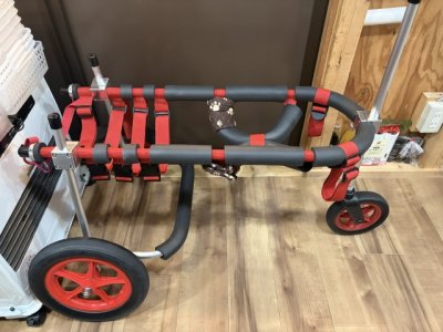 北海道のラブラドールレトリバー　キクちゃんの車椅子