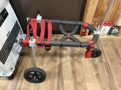 大阪府のボーダーコリー　カーレッジちゃんの車椅子