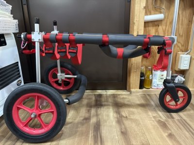 愛知県のラブラドールレトリーバー　バディちゃんの車椅子