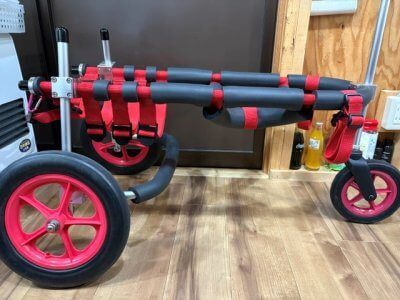 茨城県のラブラドールレトリーバー　永遠（とわ）ちゃんの車椅子
