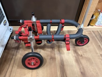 長野県のミニチュアダックスフンド　ラッキーちゃんの車椅子