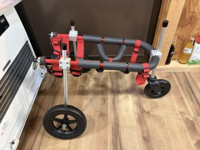 大阪府のトイプードル　ケンシロウちゃんの車椅子