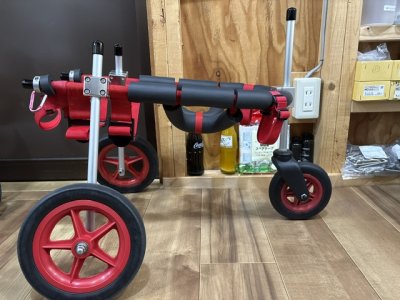 茨城県の柴犬　そらちゃんの車椅子