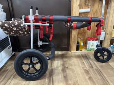 愛知県のスタンダードプードル　ルパンちゃんの車椅子