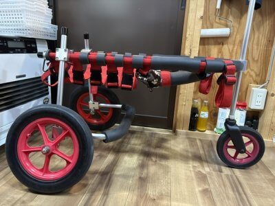 沖縄県の琉球犬　熊茶ちゃんの車椅子