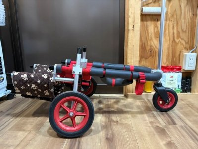 東京都のフレンチブルドッグ　ハマグリちゃんの車椅子