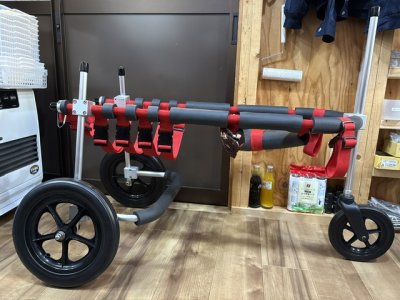 大阪府のゴールデンレトリーバー　梵ちゃんの車椅子