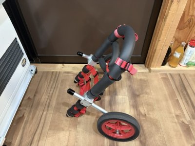 茨城県のフレンチブルドッグ　ポン・ブーちゃんの車椅子