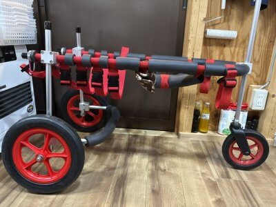 神奈川県のホワイトスイスシェパード　KIRAちゃんの車椅子