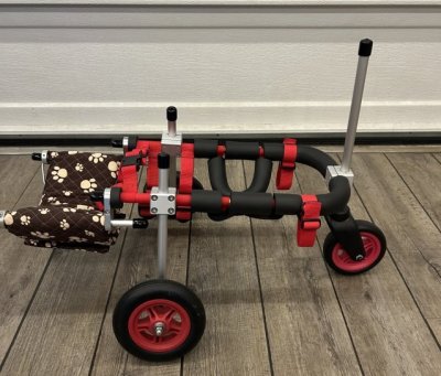 岐阜県のトイプードル　ノエルちゃんの車椅子