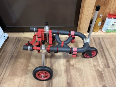 広島県のチワワ×パピヨン　あんずちゃんの車椅子