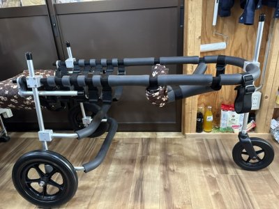 北海道のアラスカンマラミュート　Wolfy（ウルフィ）ちゃんの車椅子