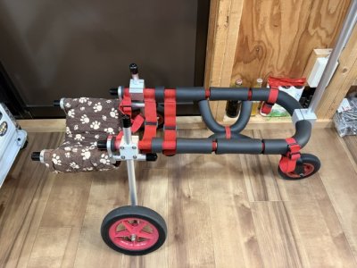 岩手県の柴犬　まめ助ちゃんの車椅子