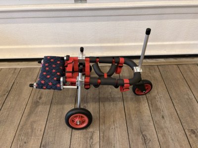 東京都のトイプードル　りりあちゃんの車椅子