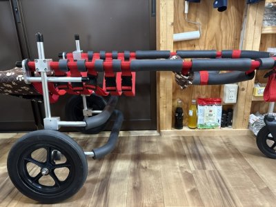 大阪府のセントバーナード　ジンジャーちゃんの車椅子