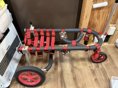 北海道のラブラドールレトリーバー　Emma（エマ）ちゃんの車椅子