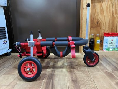 大阪府のミニチュアダックスフント　リーちゃんの車椅子