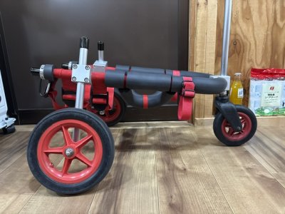熊本県のフレンチブルドッグ　ルフィちゃんの車椅子