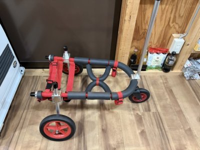 東京都のフレンチブルドッグ　オリオンちゃんの車椅子